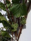 Grapes from our garden September 2014