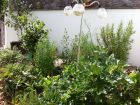 Kitchen garden in July